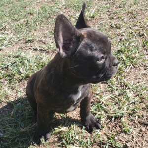 French Bulldog Puppy Lucie