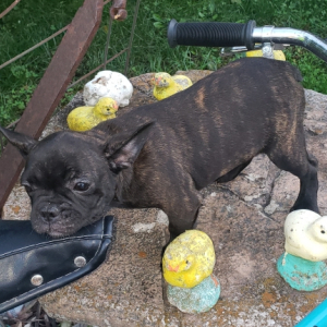French Bulldog Puppy Lucie