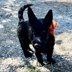 Scottish Terrier Puppy Maxwell