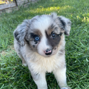 Australian Shepherd Puppy Molly