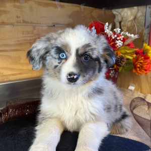 Australian Shepherd Puppy Molly