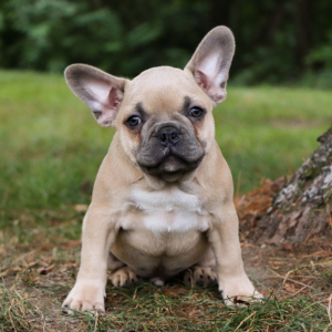 Frenchton Puppy Mallow