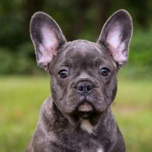 Frenchton Puppy Magnolia
