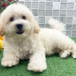 Bichonpoo Puppy Xander