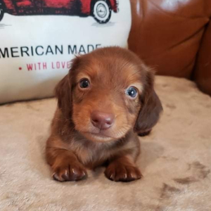 Dachshund Puppy Simba