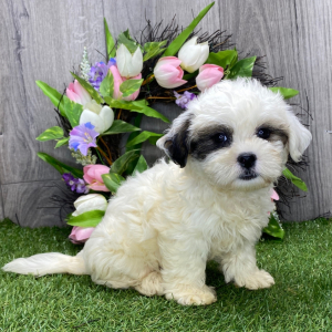 Shichon Puppy Kate