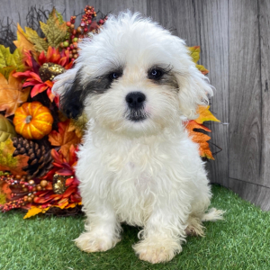 Shichon Puppy Kate