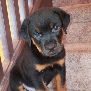 Rottweiler Puppy Diamond