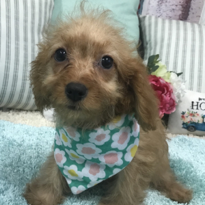 Cavapoo Puppy Paisley