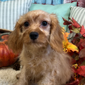 Cavapoo Puppy Paisley