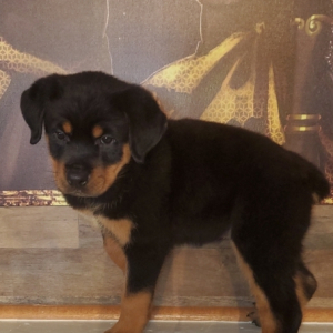 Rottweiler Puppy Jewel