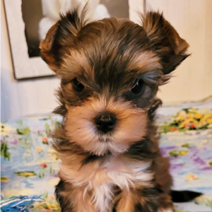 Yorkshire Terrier Puppy Sinara