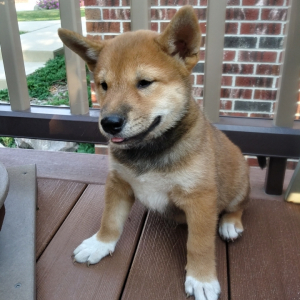 Shiba Inu Puppy Duke