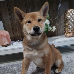 Shiba Inu Puppy Duke