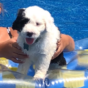 Sheepadoodle Puppy Patches