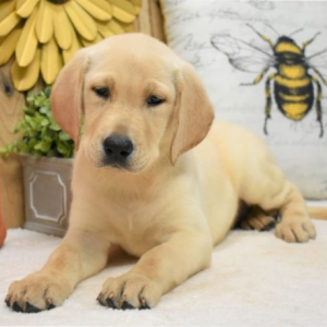 Labrador Retriever Puppy Lillie
