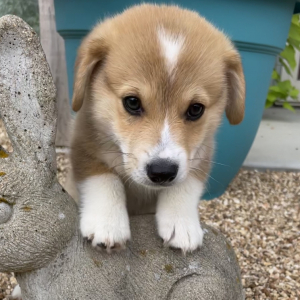 Pembroke Welsh Corgi Puppy Alfalfa