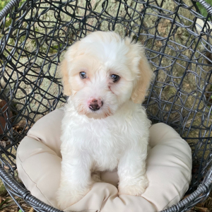Sheepadoodle Puppy Cookie