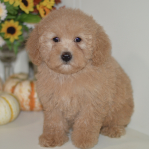 Poodle Puppy Abby