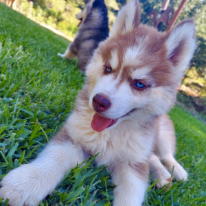 Siberian Husky Puppy Aston Martin