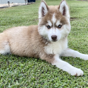 Siberian Husky Puppy Aston Martin