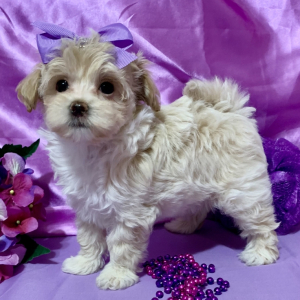 Maltipoo Puppy Callie