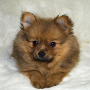 Pomeranian Puppy Missy May