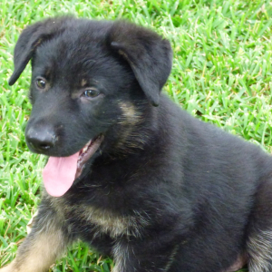 German Shepherd Dog Puppy Oakley