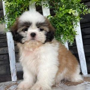 Shih Tzu Puppy Bingo