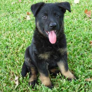 German Shepherd Dog Puppy Heidi