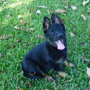 German Shepherd Dog Puppy Heidi