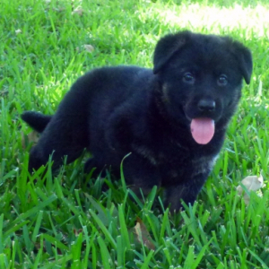 German Shepherd Dog Puppy Greta