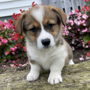 Pembroke Welsh Corgi Puppy Jennifer