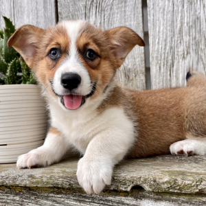Pembroke Welsh Corgi Puppy Jennifer