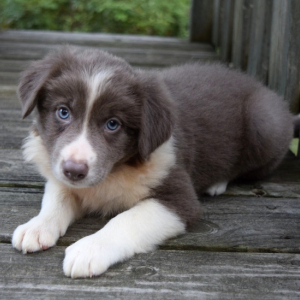 Border Collie Puppy Azalia