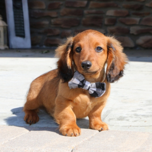 Dachshund Puppy Mickey