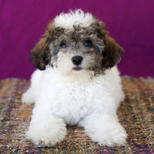 Poodle Puppy Tabitha