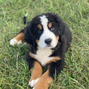 Bernese Mountain Dog Puppy Bear