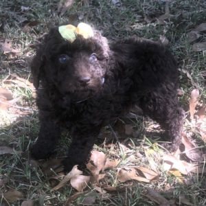 Labradoodle Puppy Marley