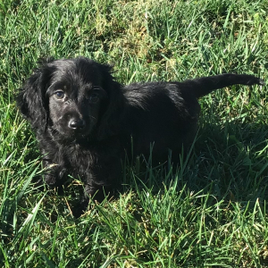 Dachshund Puppy Taz