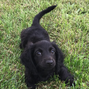 Dachshund Puppy Taz