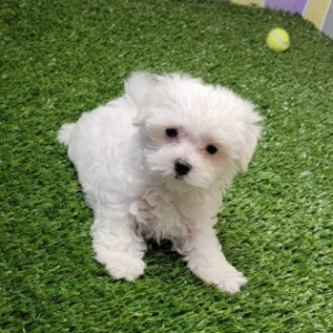 Maltese Puppy King
