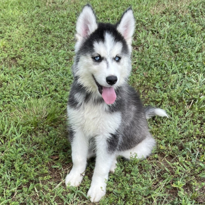 Siberian Husky Puppy Teena