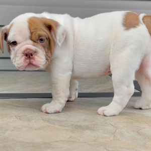 Bulldog Puppy Coco
