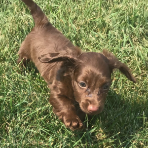 Dachshund Puppy Trella