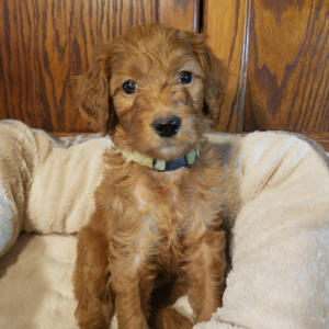 Goldendoodle Puppy Sophia
