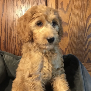 Goldendoodle Puppy Sophia