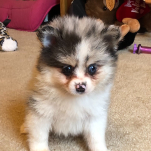 Pomeranian Puppy Roper
