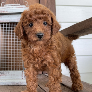 Poodle Puppy Amy