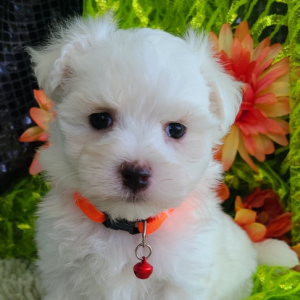 Maltese Puppy Toby